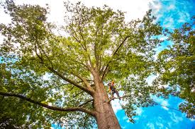 Seasonal Cleanup (Spring/Fall) in New Pekin, IN