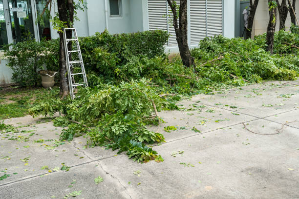 Tree and Shrub Care in New Pekin, IN